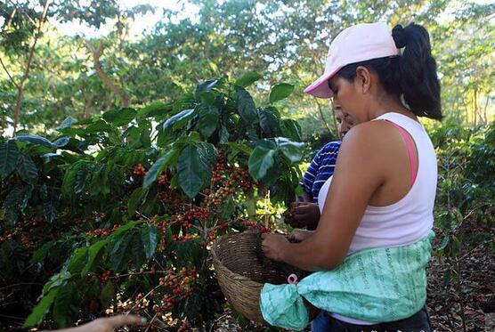 咖啡教学, 咖啡产区, 萨尔瓦多, 咖啡培训