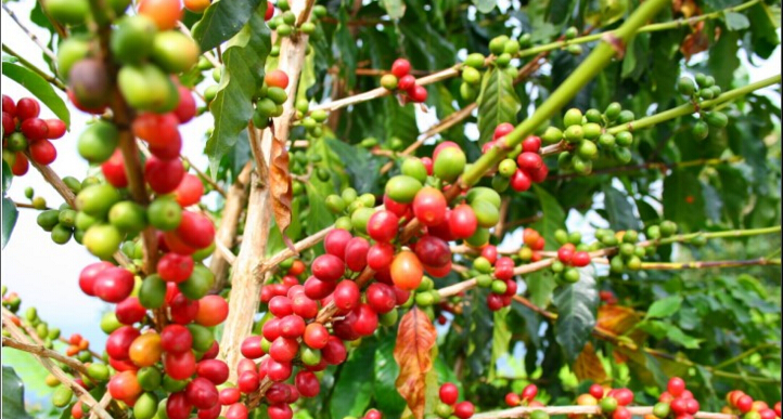 学咖啡需要多少钱, 咖啡杯测, 咖啡培训