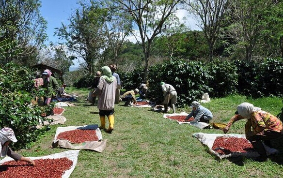 咖啡产区, 咖啡种类, 咖啡豆, 巴西产区,咖啡培训