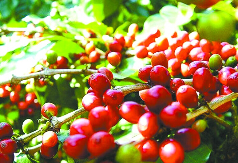 南宁咖啡学习, 咖啡产区, 咖啡品种, 咖啡培训