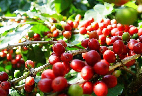 EHS咖啡培训学院, 咖啡产区, 咖啡口感, 咖啡培训