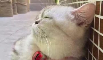 咖啡创业, 咖啡开店, 咖啡店经营管理, 咖啡培训