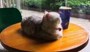 咖啡创业, 咖啡开店, 咖啡店经营管理, 咖啡培训