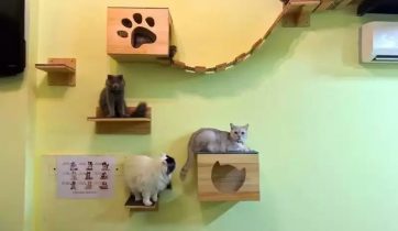 咖啡创业, 咖啡开店, 咖啡店经营管理, 咖啡培训